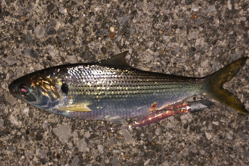 コノシロの釣果