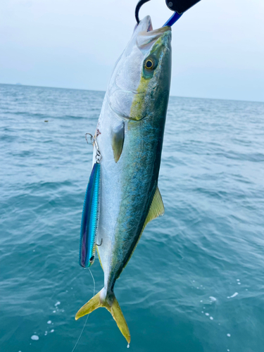 ヤズの釣果