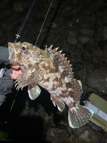 カサゴの釣果