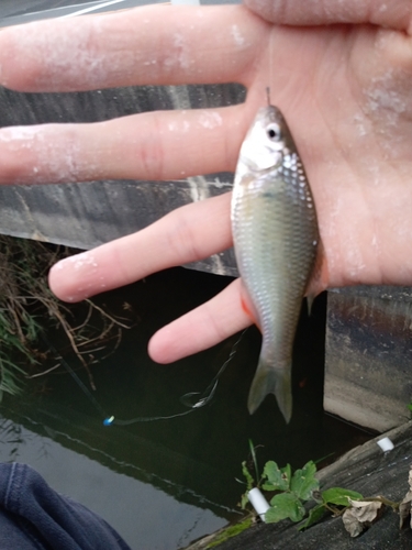 タナゴの釣果