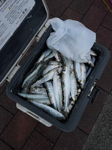 マイワシの釣果