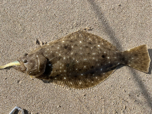 ヒラメの釣果