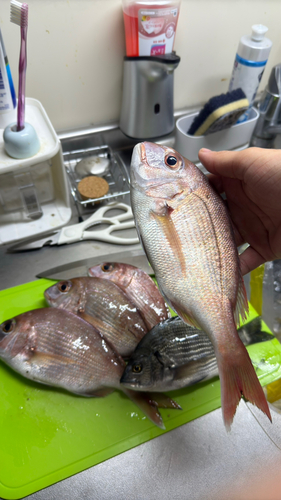 コノシロの釣果