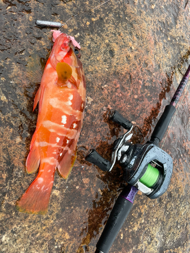 アカハタの釣果