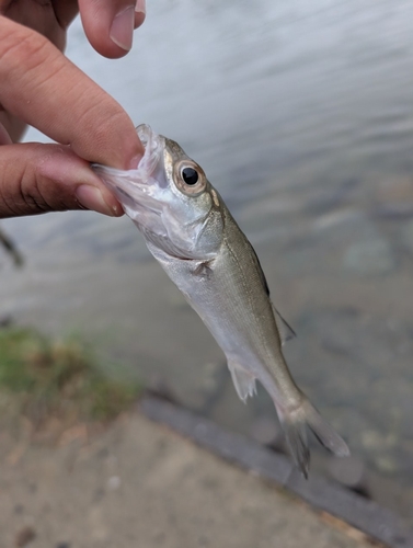 セイゴ（マルスズキ）の釣果