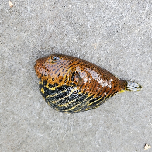 モヨウフグの釣果