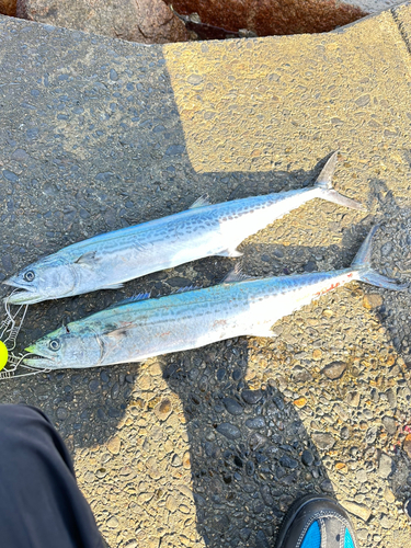 サゴシの釣果