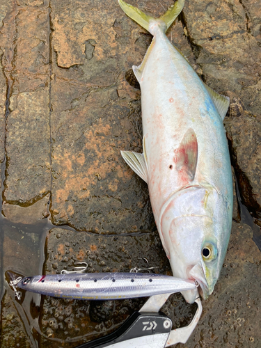 ワカシの釣果