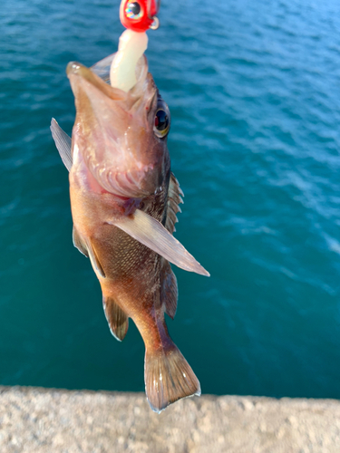 エゾメバルの釣果