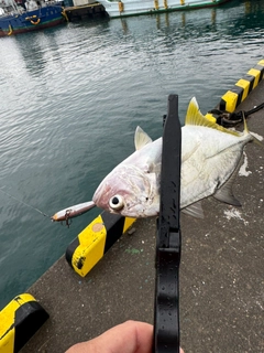 メッキの釣果