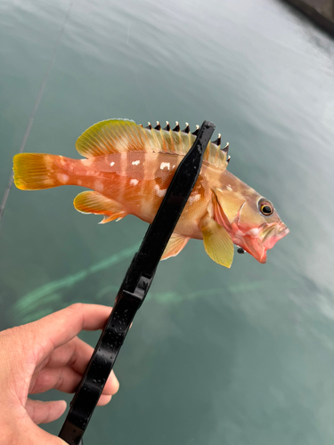 アカハタの釣果