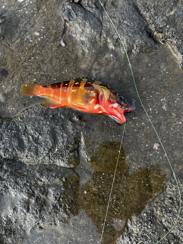 アカハタの釣果