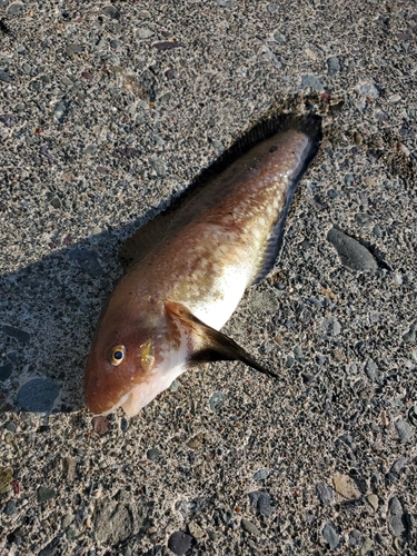 ドンコの釣果