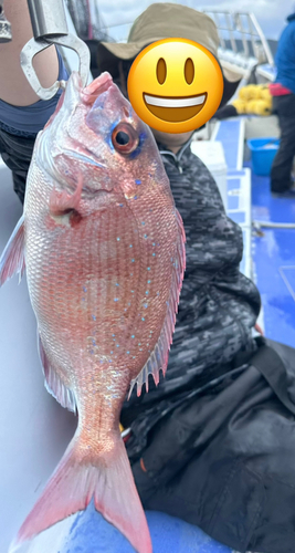 マダイの釣果