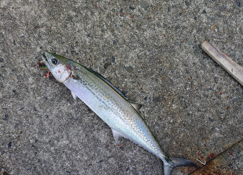 エソの釣果