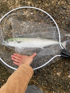 サゴシの釣果