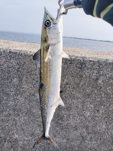 サゴシの釣果