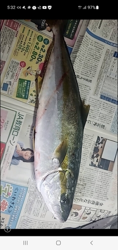 ヒラマサの釣果