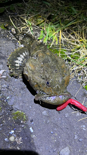 カジカの釣果