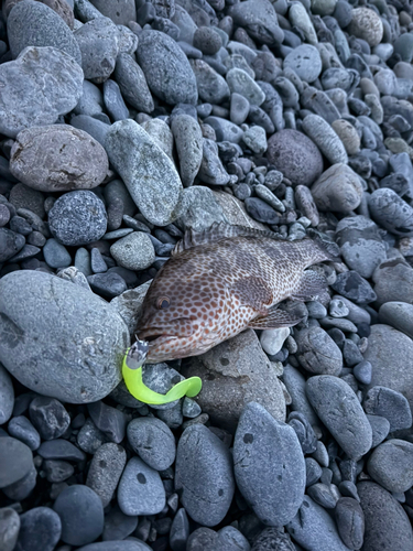 オオモンハタの釣果