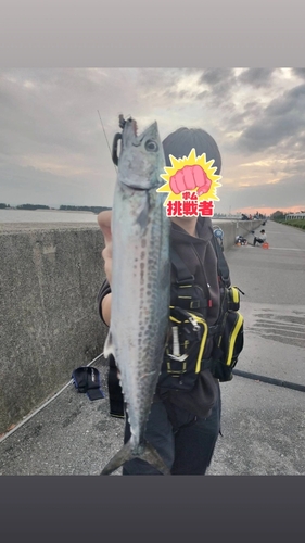 サゴシの釣果