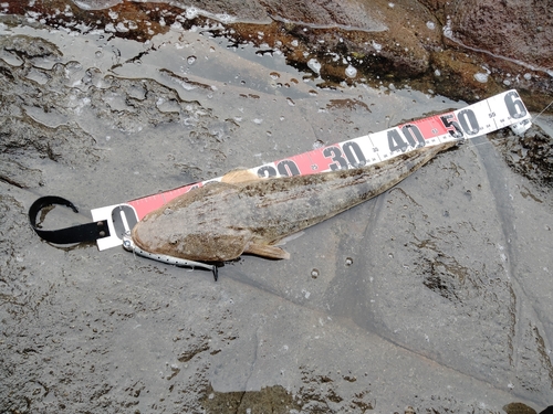 マゴチの釣果