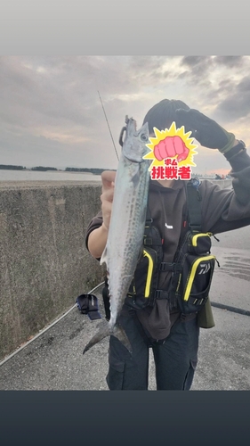 サゴシの釣果