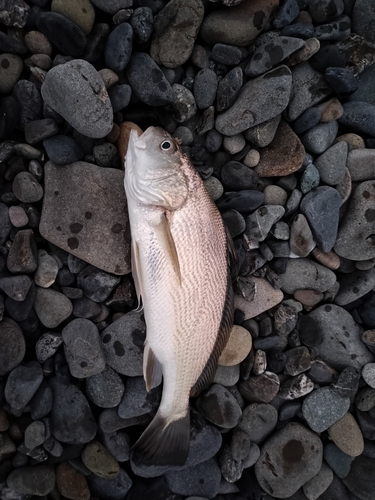 ニベの釣果