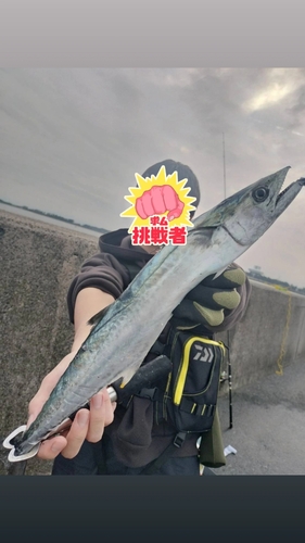 サゴシの釣果