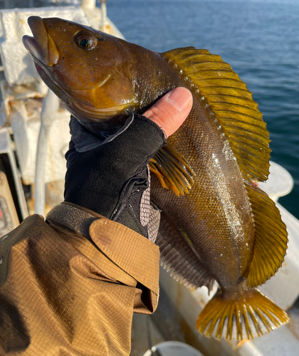 アイナメの釣果