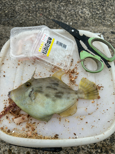 カワハギの釣果