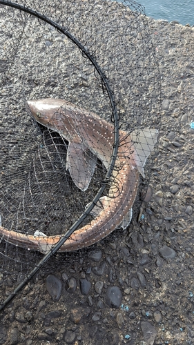 ホシザメの釣果