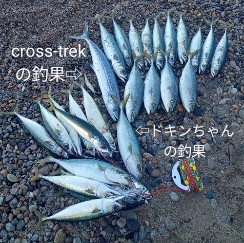 サバの釣果