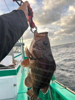 マハタの釣果