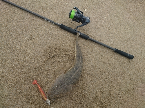 マゴチの釣果