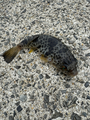 イワシの釣果