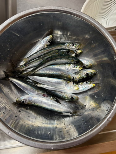 イワシの釣果