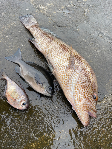 オオモンハタの釣果