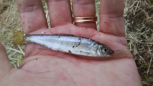 オイカワの釣果