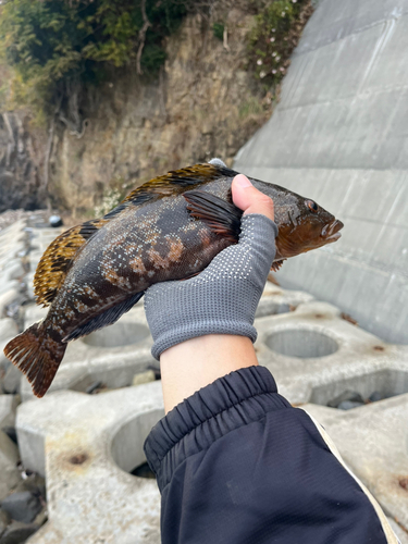 アイナメの釣果