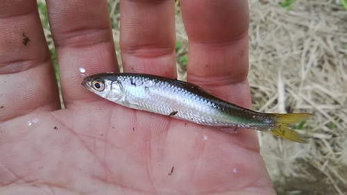 オイカワの釣果