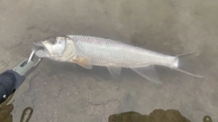 ハスの釣果