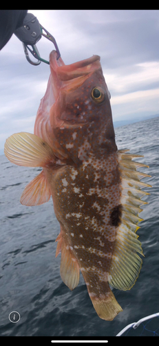 アコウの釣果