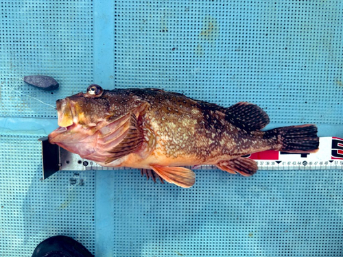 ウッカリカサゴの釣果