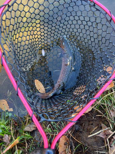 ブラウントラウトの釣果