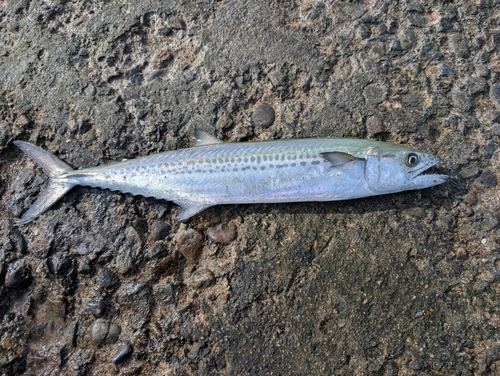 サゴシの釣果