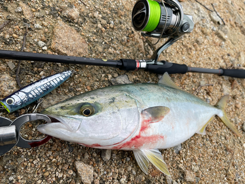 ツバスの釣果