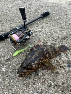 タケノコメバルの釣果