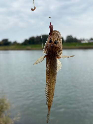 ハゼの釣果