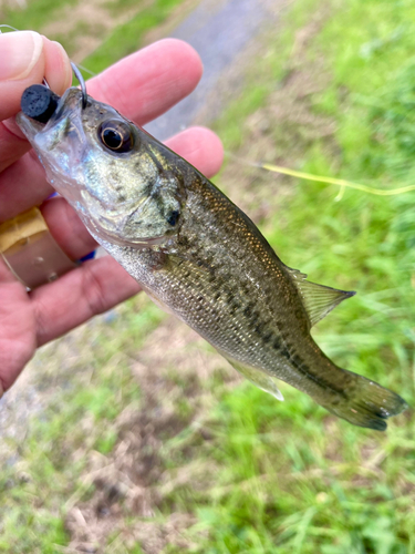 ラージマウスバスの釣果